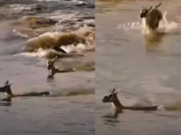 Viral Video