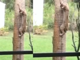 Viral Video