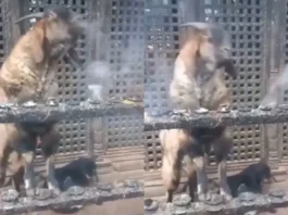 Viral Video