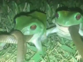 Viral Video