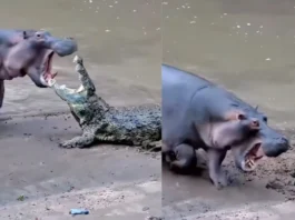Viral Video