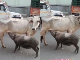 Viral Video