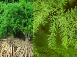 Shatavari Benefits