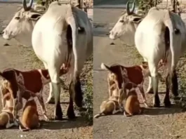 Viral Video