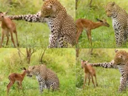 Viral Video
