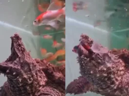 Viral Video