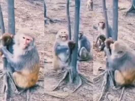 Viral Video