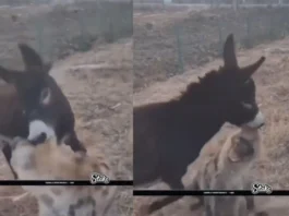Viral Video