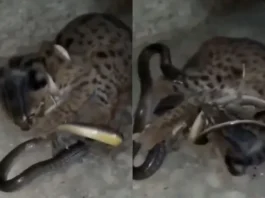 Viral Video
