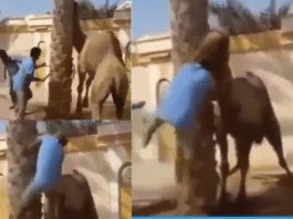 Viral Video