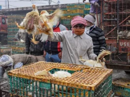 Bird Flu In Bihar
