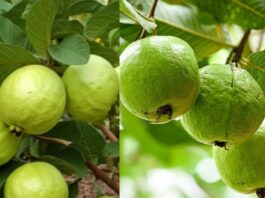 Guava Tree