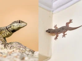 How To Get Rid Of Lizards
