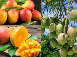 Seedless Mango