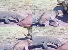 Viral Video