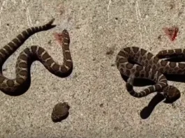 Viral Video
