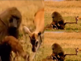 Viral Video