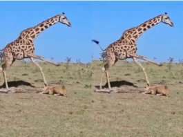 Viral Video