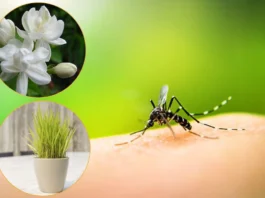 Plants that keep Mosquitoes Away