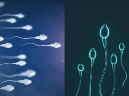 Sperm Race