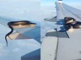 Viral Video