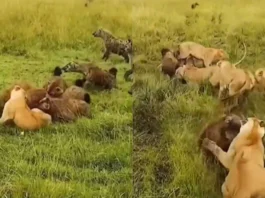 Viral Video