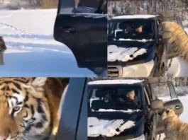 Viral Video