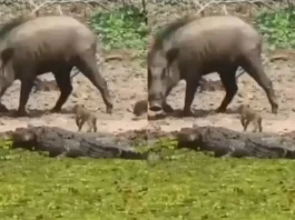 Viral Video