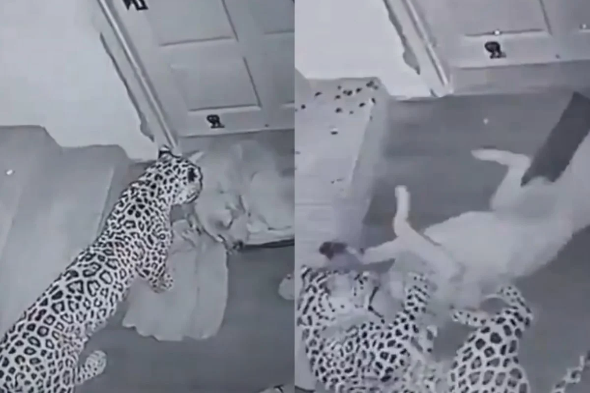 Viral Video Viral Video