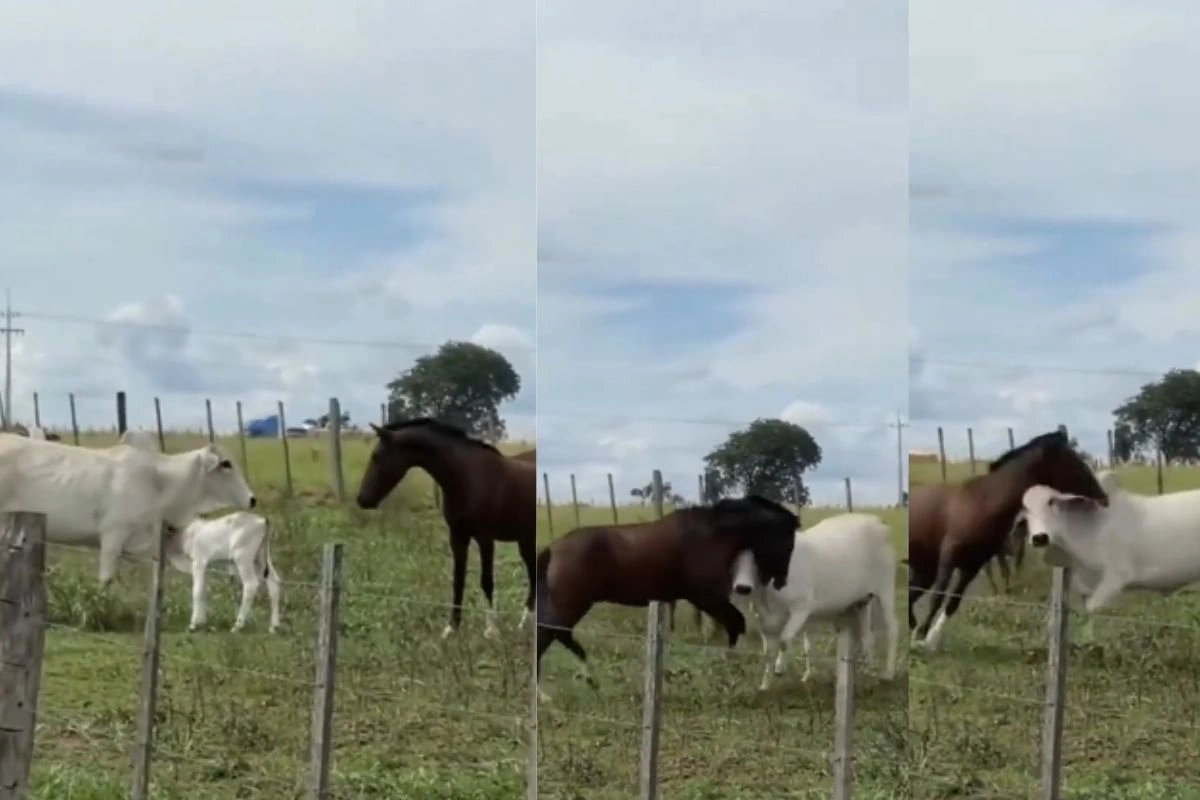 Viral Video Viral Video