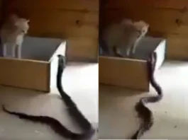 Viral Video