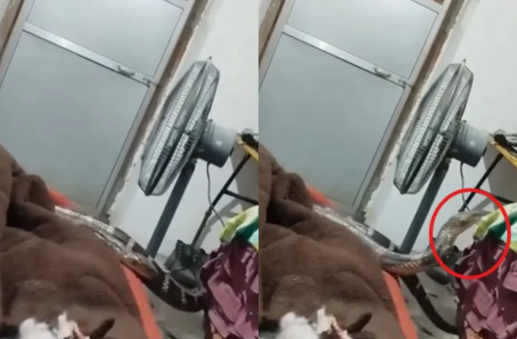 Uttarakhand Viral Video
