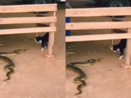 Viral Video