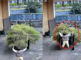 Viral Video