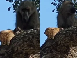 Viral Video