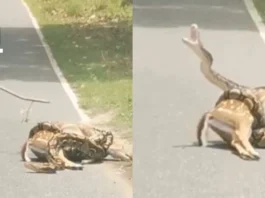 Viral Video
