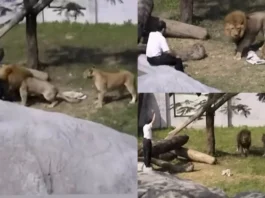 Viral Video