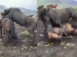 Viral Video