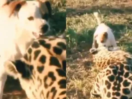 Viral Video