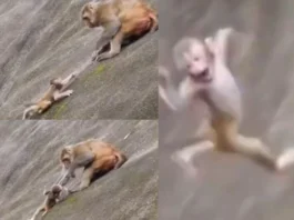 Viral Video