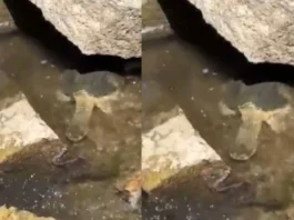 Viral Video