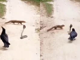 Viral Video