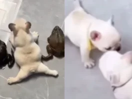 Viral Video
