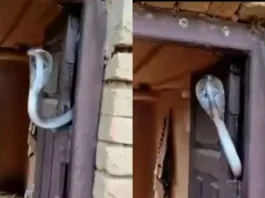 Viral Video