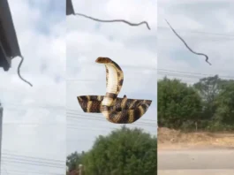 Viral Video