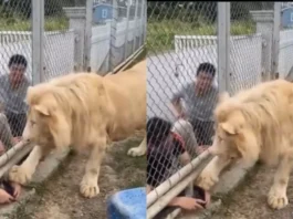Viral Video