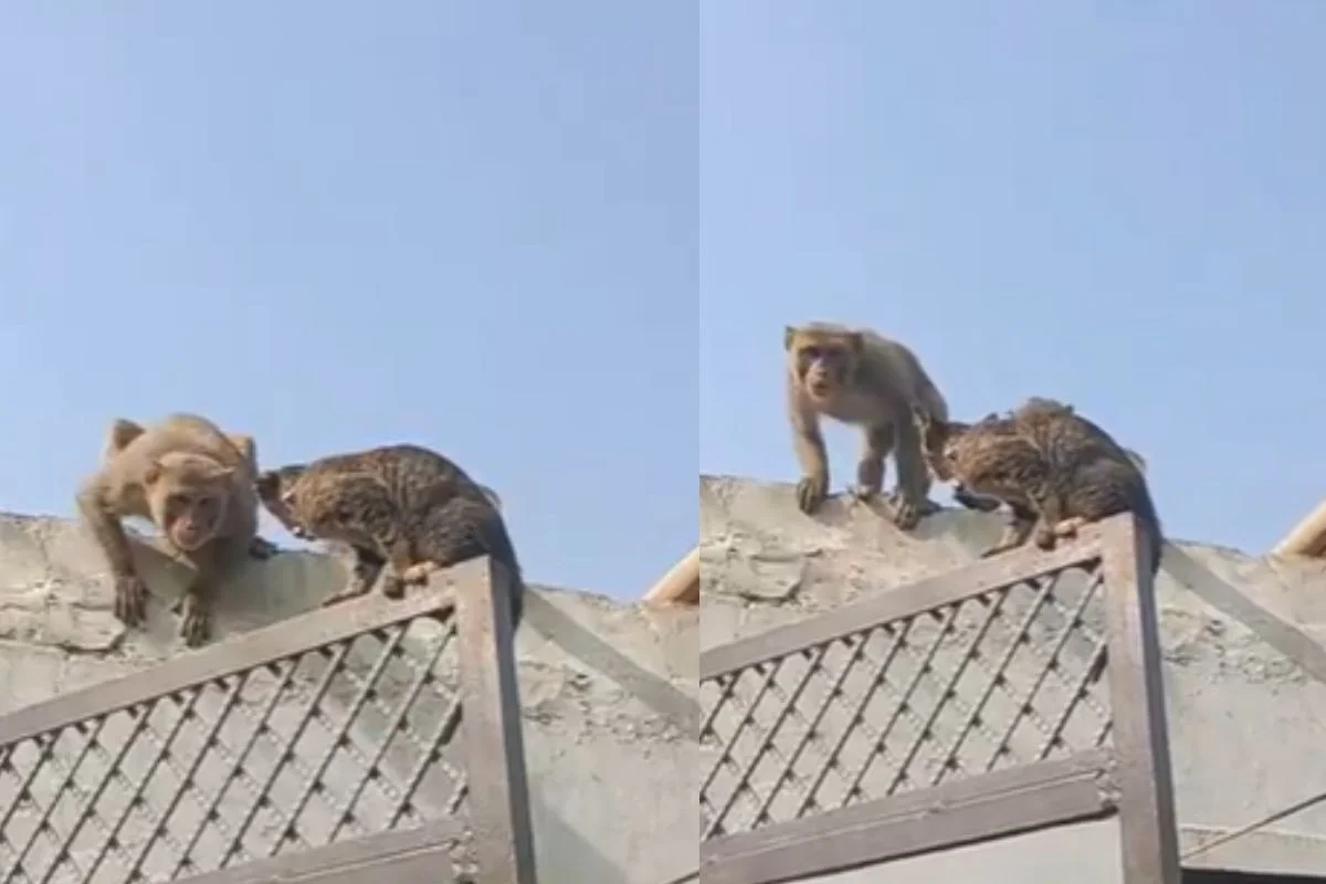 Viral Video Viral Video