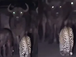 Viral Video
