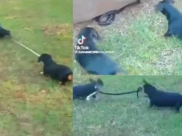 Viral Video