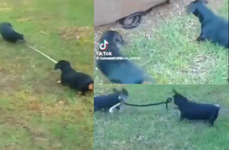 Viral Video